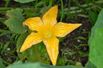 Field pumpkin